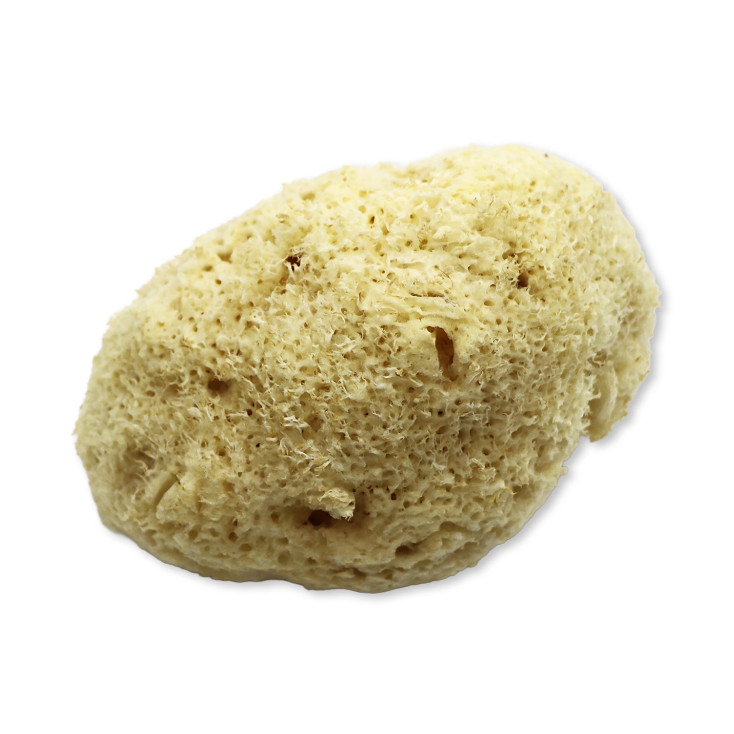 SpongeBox Sheep Wool Natural Sea Sponge 5-5.5 Inches, imported from the UK