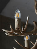 Natural antler ceiling light 5-light fitting, UK version