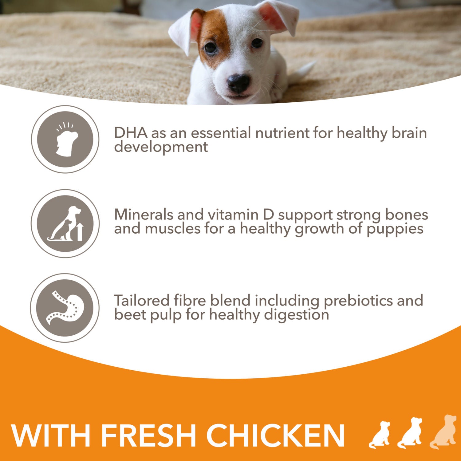 Iams puppy small medium chicken dry dog food 2kg, UK version