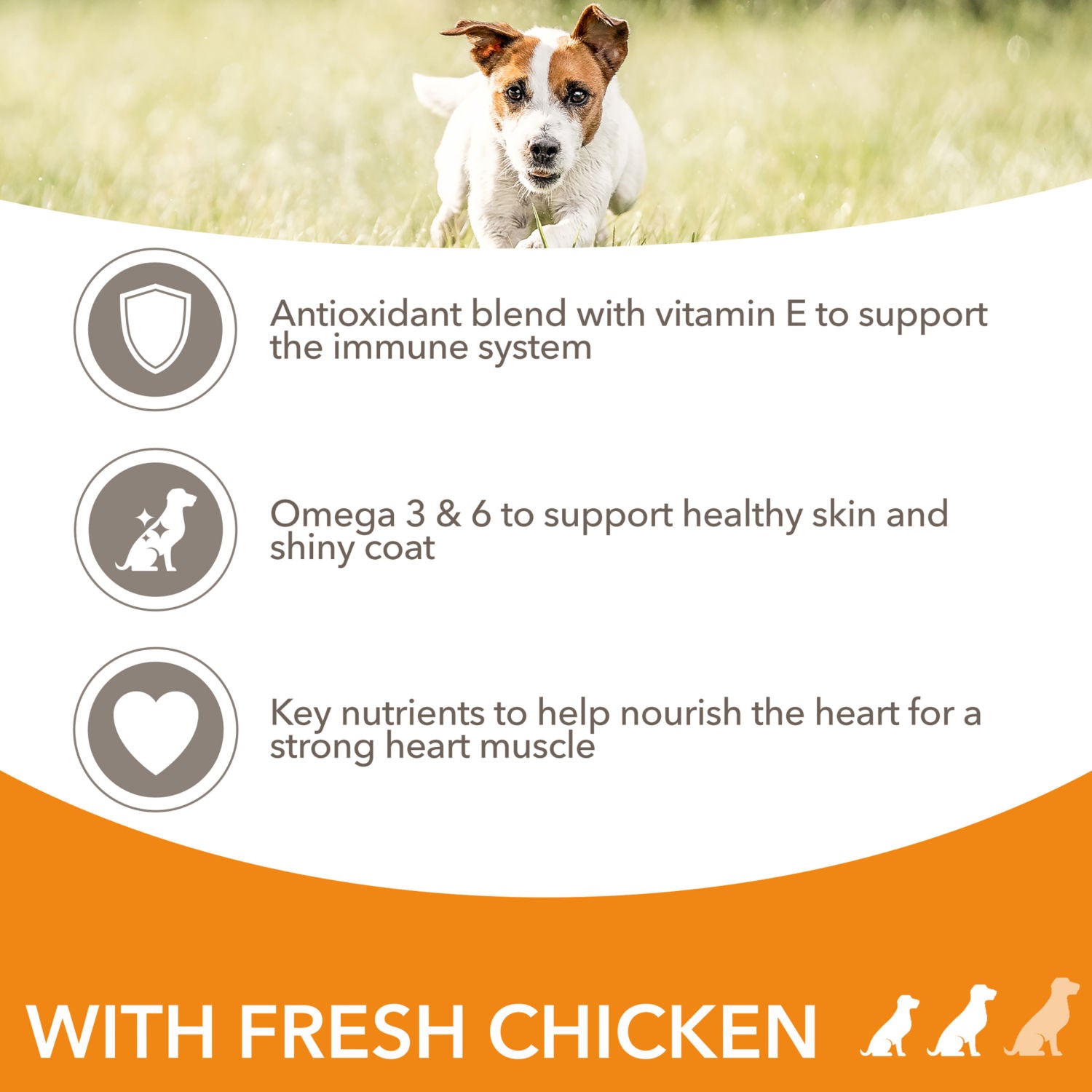 Iams Dry Dog Food Adult Small Medium Chicken 2kg, UK version