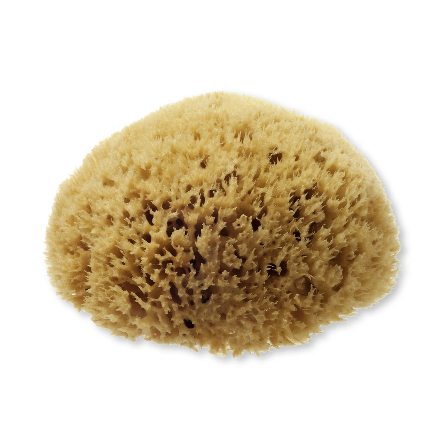 Hydréa London natural sea sponge 5-5.5 inches (British brand)