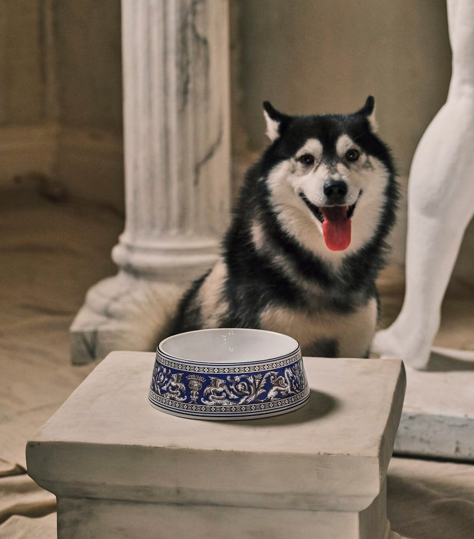 Wedgwood Florentine bone china pet bowl 21cm, UK version