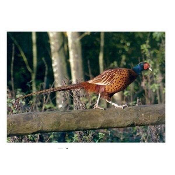 Kevin Milner Pheasant Countryside Card GOODS Superdrug   