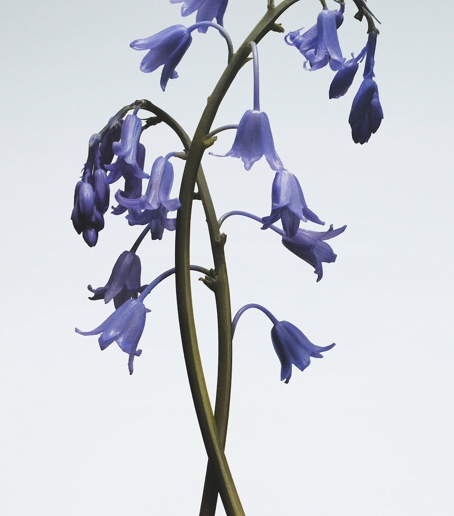 Jo Malone London Wild Bluebell hair mist 30ml, UK version