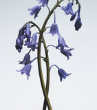 Jo Malone London Wild Bluebell hair mist 30ml, UK version