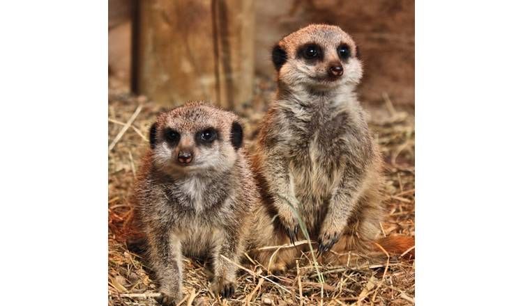 Buyagift 2 for 1 Meet The Meerkats Experience