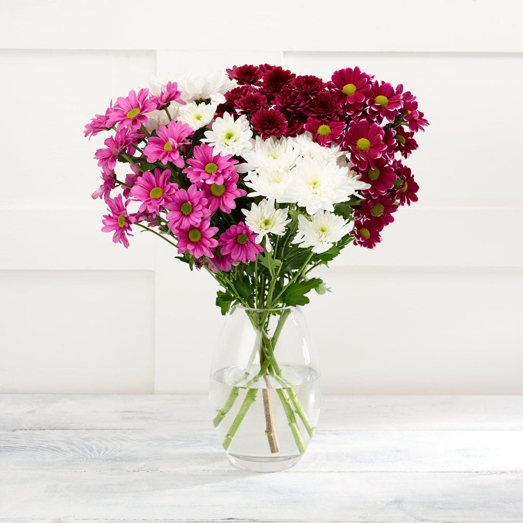 Pink Chrysanthemums