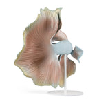 Lladró porcelain betta fish right ornament, UK version