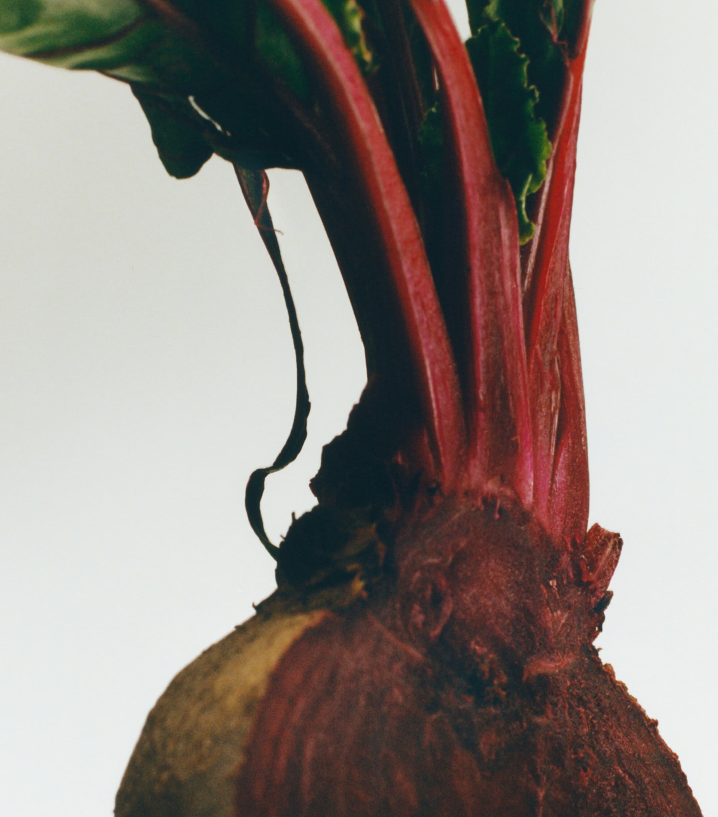 LOEWE Medium Beetroot Scented Candle, UK version