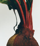 LOEWE Medium Beetroot Scented Candle, UK version
