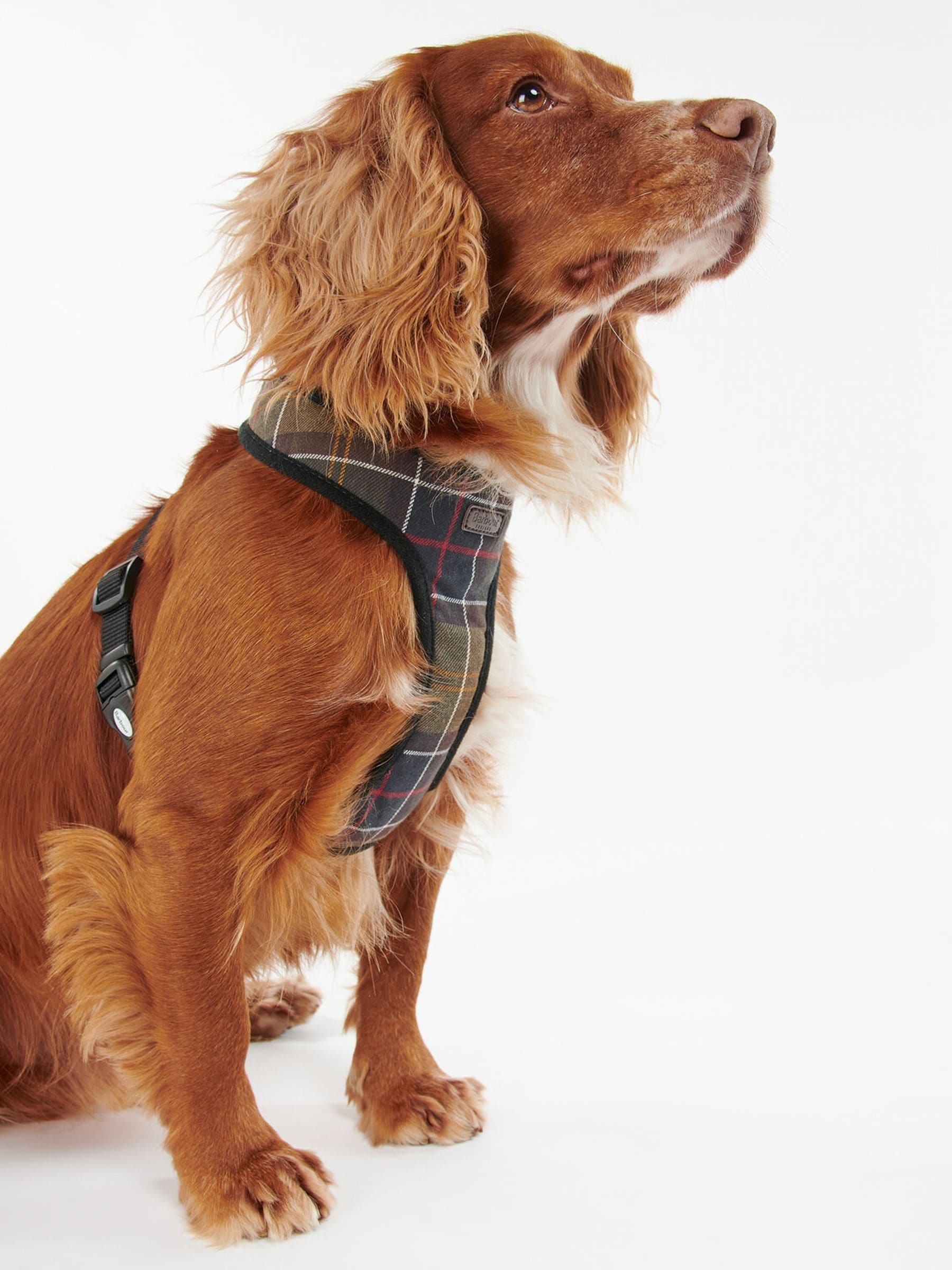 Barbour tartan dog harness (British brand)