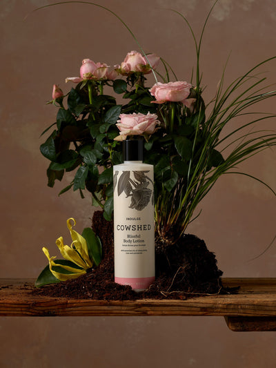 Next Cowshed Indulge Body Lotion 300ml- Buy online at McGrocer