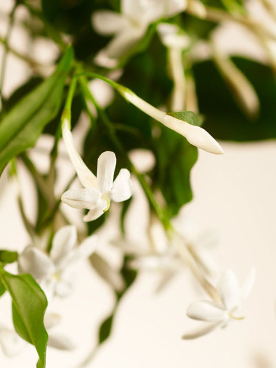 Next Konsentrert Håndsåpe Refill med Søt Jasmin Duft 100ml - Kjøp online hos McGrocer