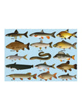 Coach House Partners coarse fish jigsaw puzzle 1000 pieces - British product