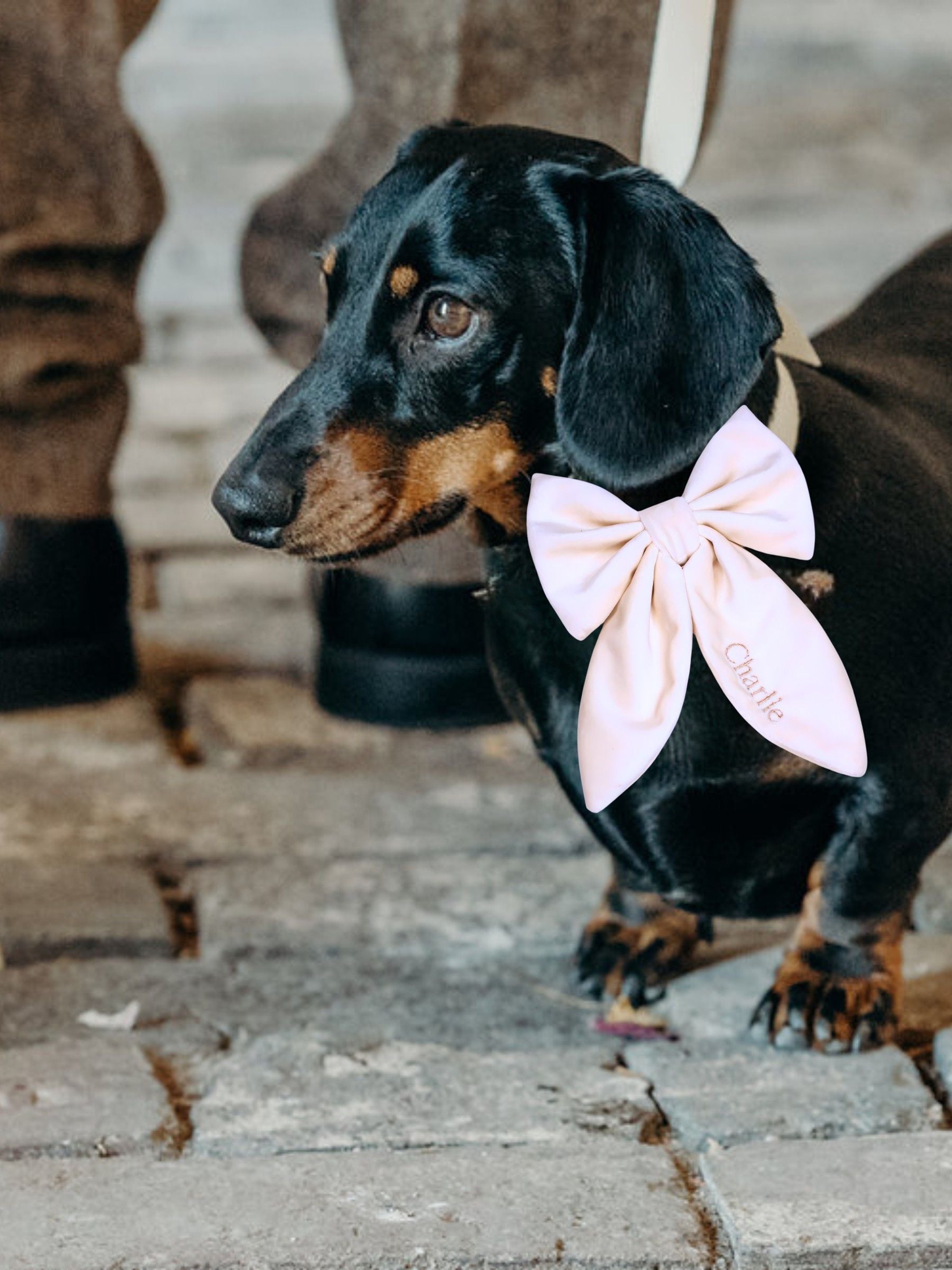 Velvet Embroidered Dog Bow by RUFF