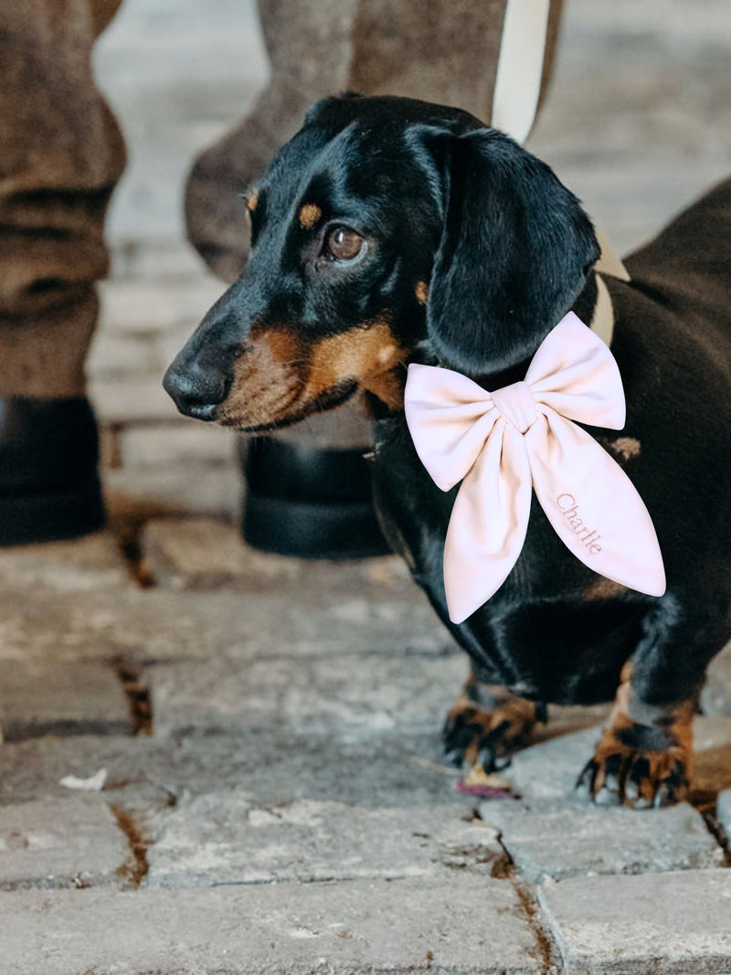 Velvet Embroidered Dog Bow by RUFF