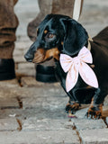 Velvet Embroidered Dog Bow by RUFF