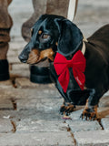 Velvet Embroidered Dog Bow by RUFF
