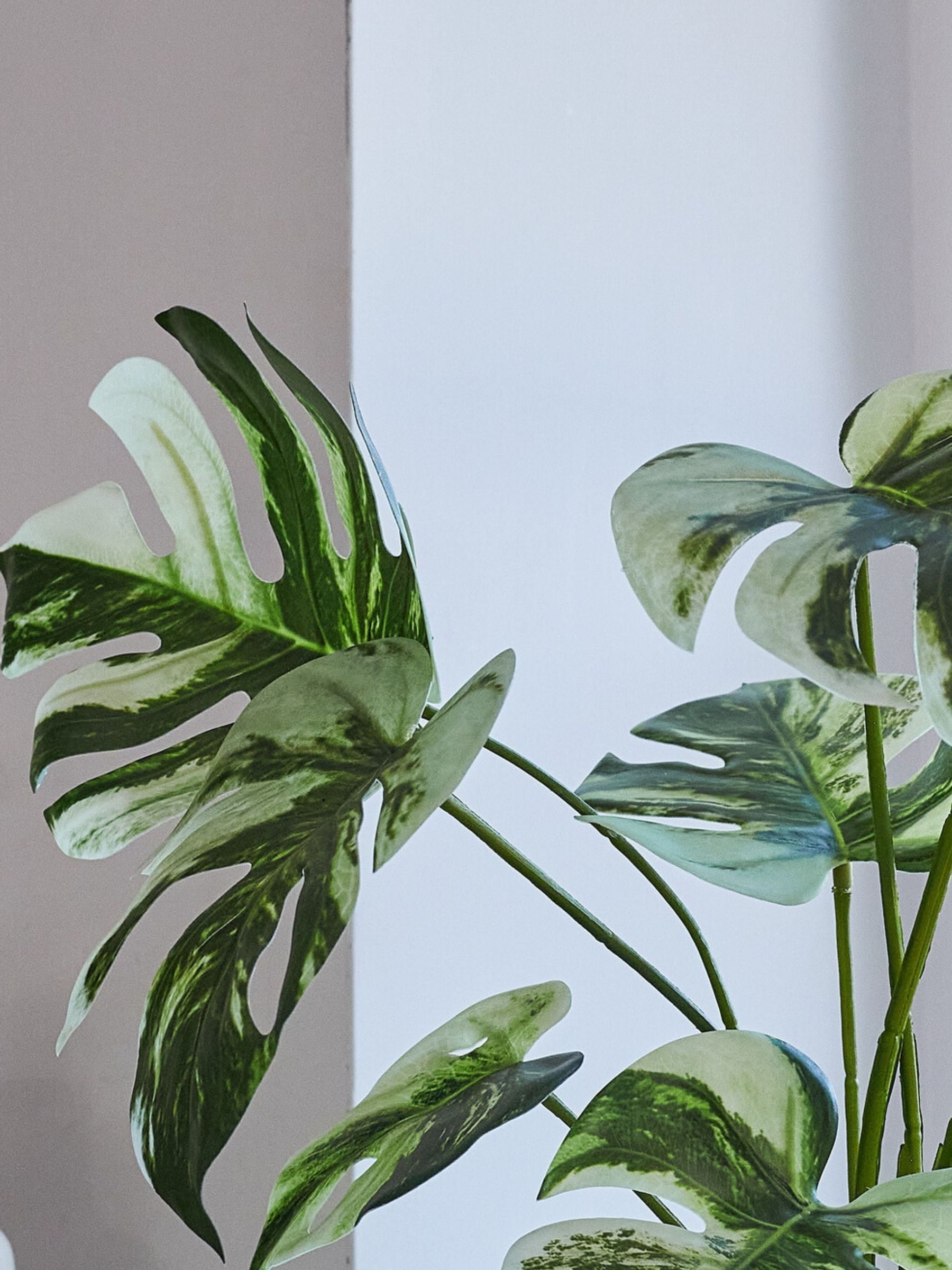 Beards & Daisies Green Artificial Variaged Monstera