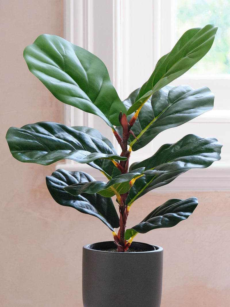 Beards & Daisies Green Artificial Fiddle Leaf Fig Plant
