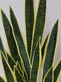 Beards & Daisies Green Artificial Snake Plant