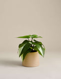 Artificial heartleaf philodendron in ceramic pot, imported from the UK