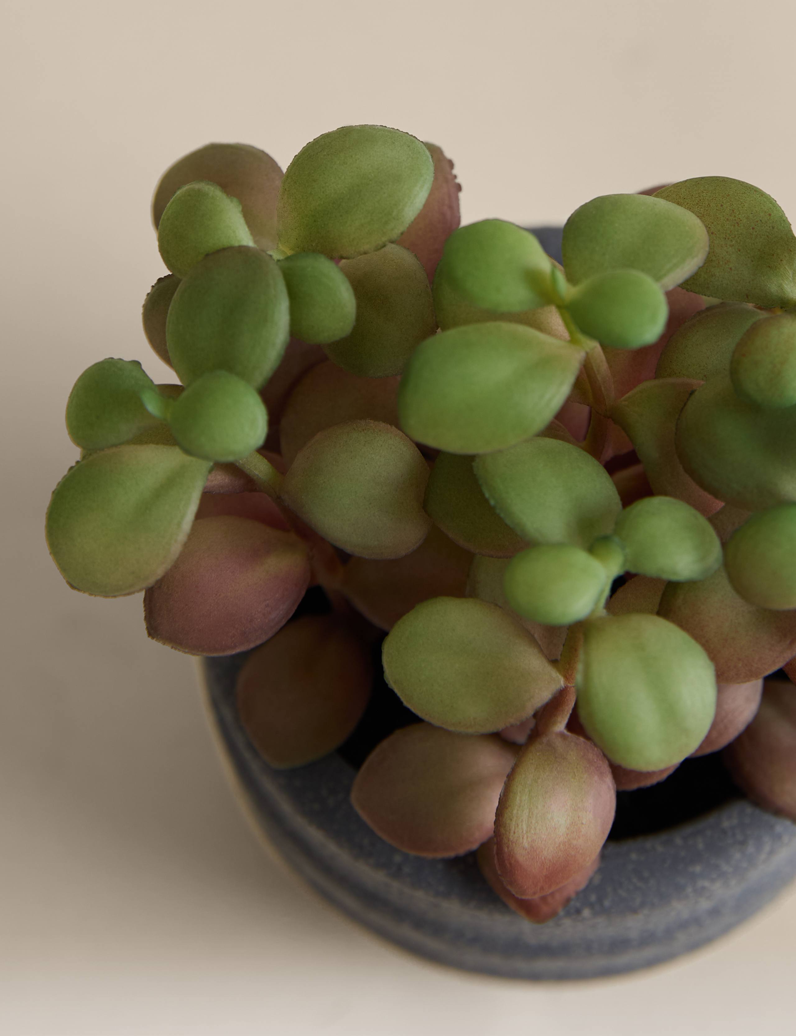 Artificial succulent in ridged concrete pot 12.7 cm - British product