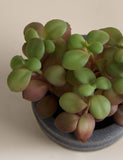 Artificial succulent in ridged concrete pot 12.7 cm - British product