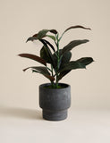 Moss & Sweetpea artificial rubber plant in cement pot 42cm (British brand)
