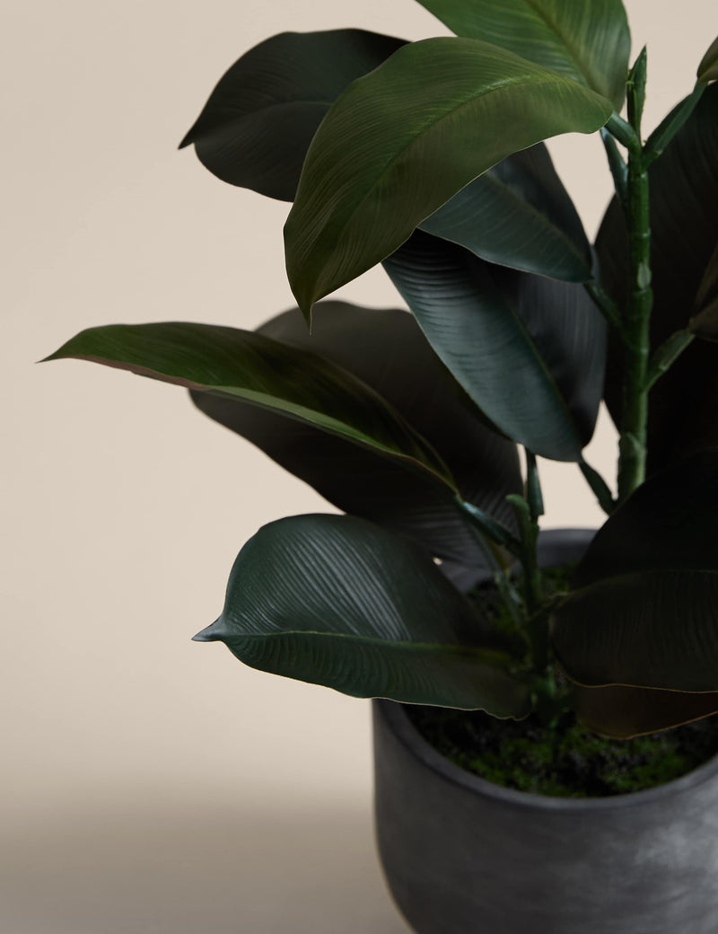 Moss & Sweetpea artificial rubber plant in cement pot 42cm (British brand)