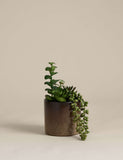 Artificial succulent collection in reactive glaze pot, British brand