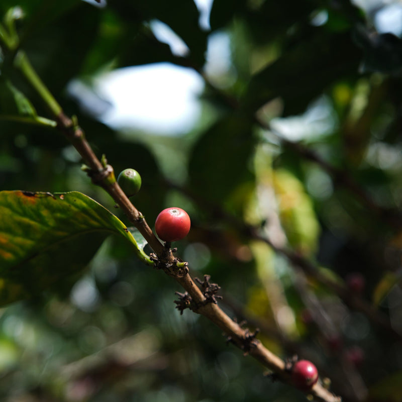 Whittard San Agustin Colombia coffee medium roast (British brand)