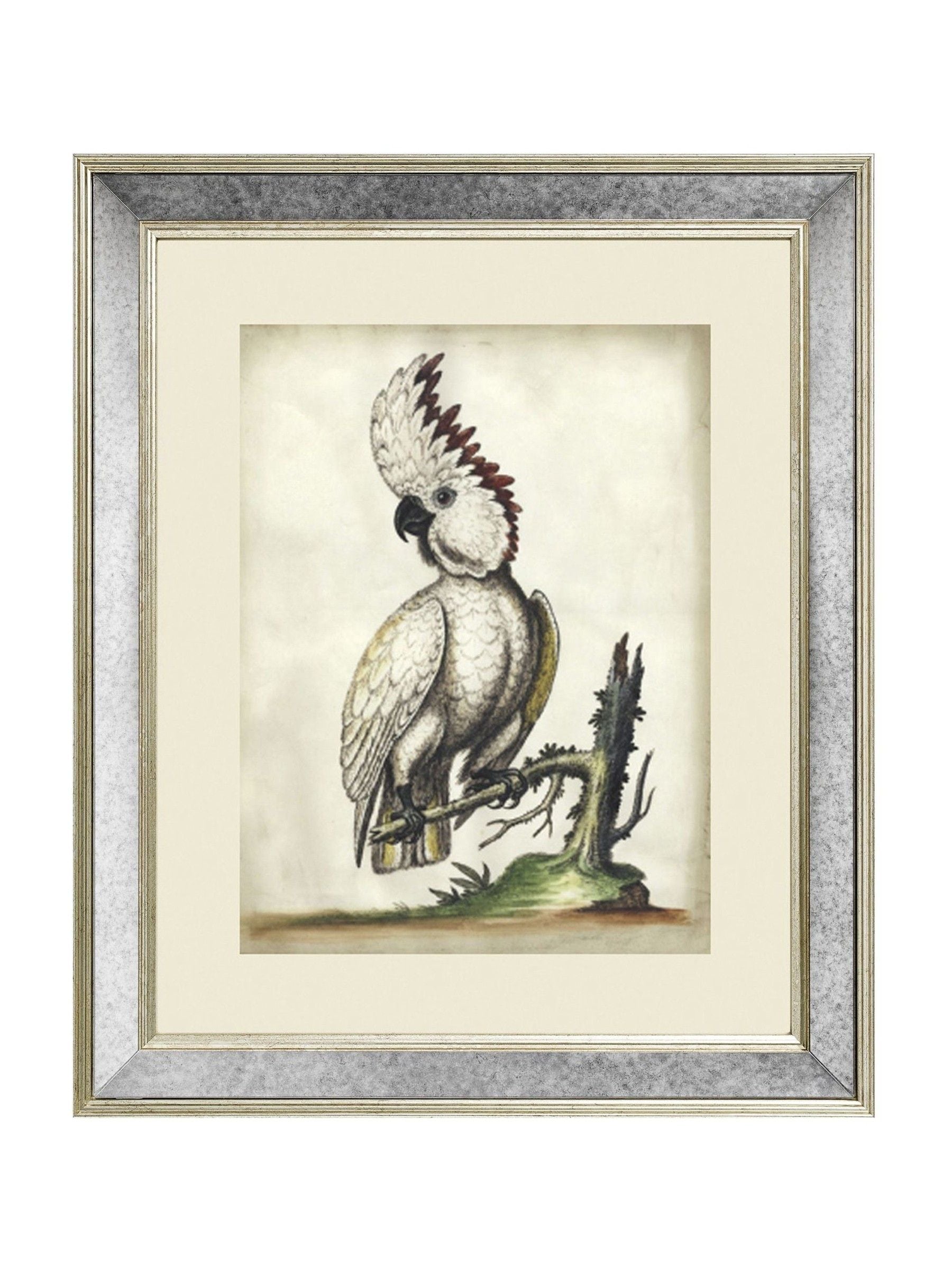 Brookpace Lascelles cockatoo print antique mirrored frame 60x50cm, imported from the UK