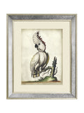 Brookpace Lascelles cockatoo print antique mirrored frame 60x50cm, imported from the UK