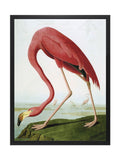 Brookpace Lascelles red flamingo framed wall art - British product