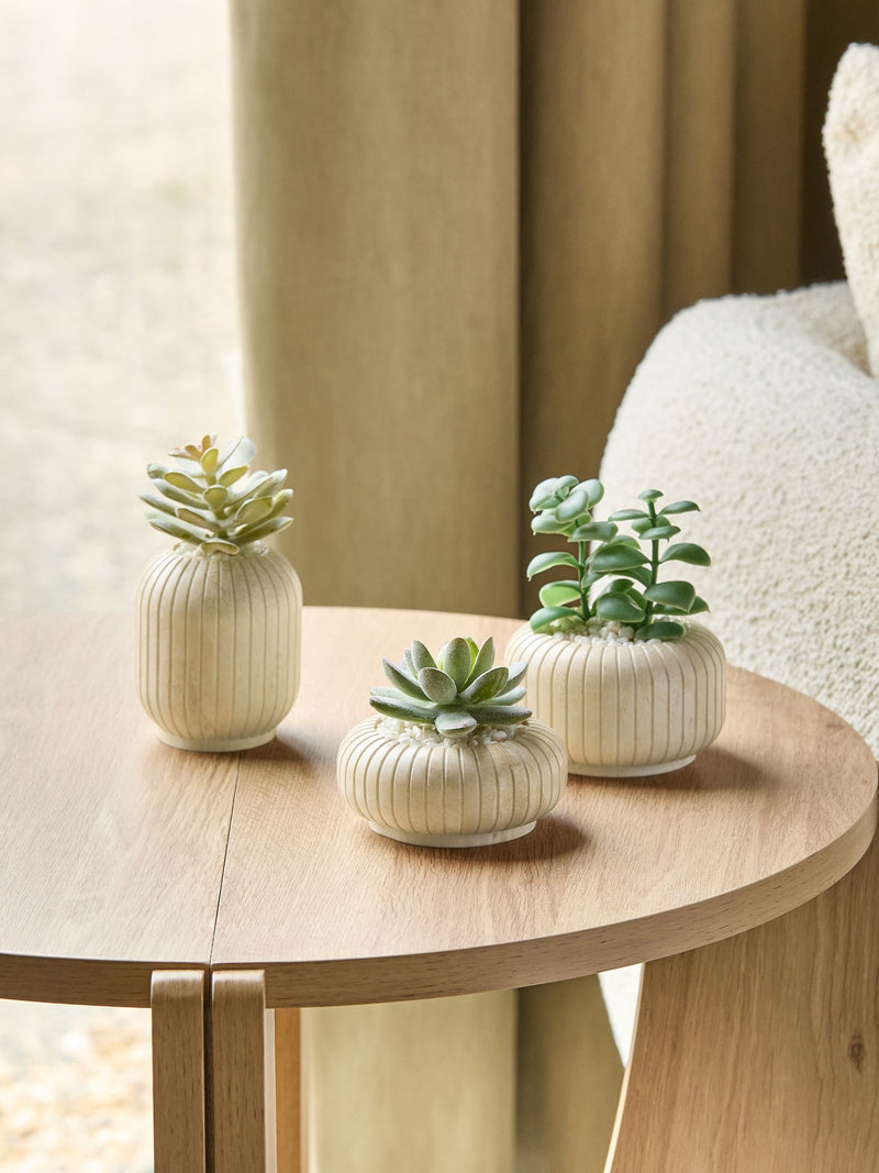 Set of 3 green succulents in ribbed plant pots 7x9x9cm (British brand)