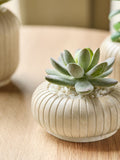 Set of 3 green succulents in ribbed plant pots 7x9x9cm (British brand)