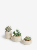 Set of 3 green succulents in ribbed plant pots 7x9x9cm (British brand)