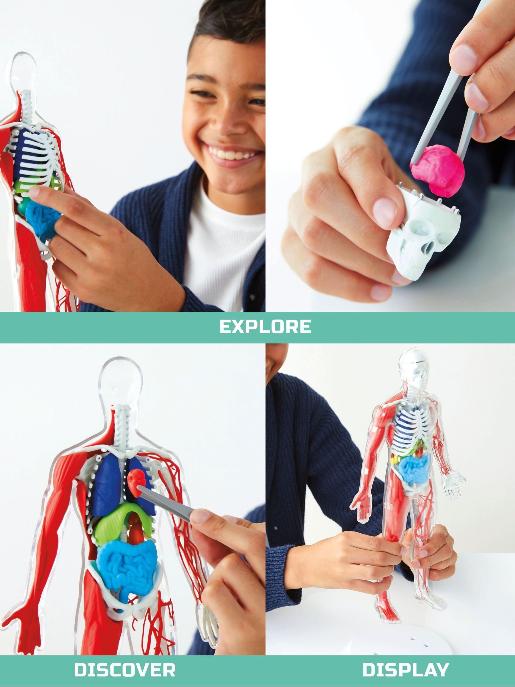 Discovery 3D Human Anatomy Model 28 Piece, imported from the UK