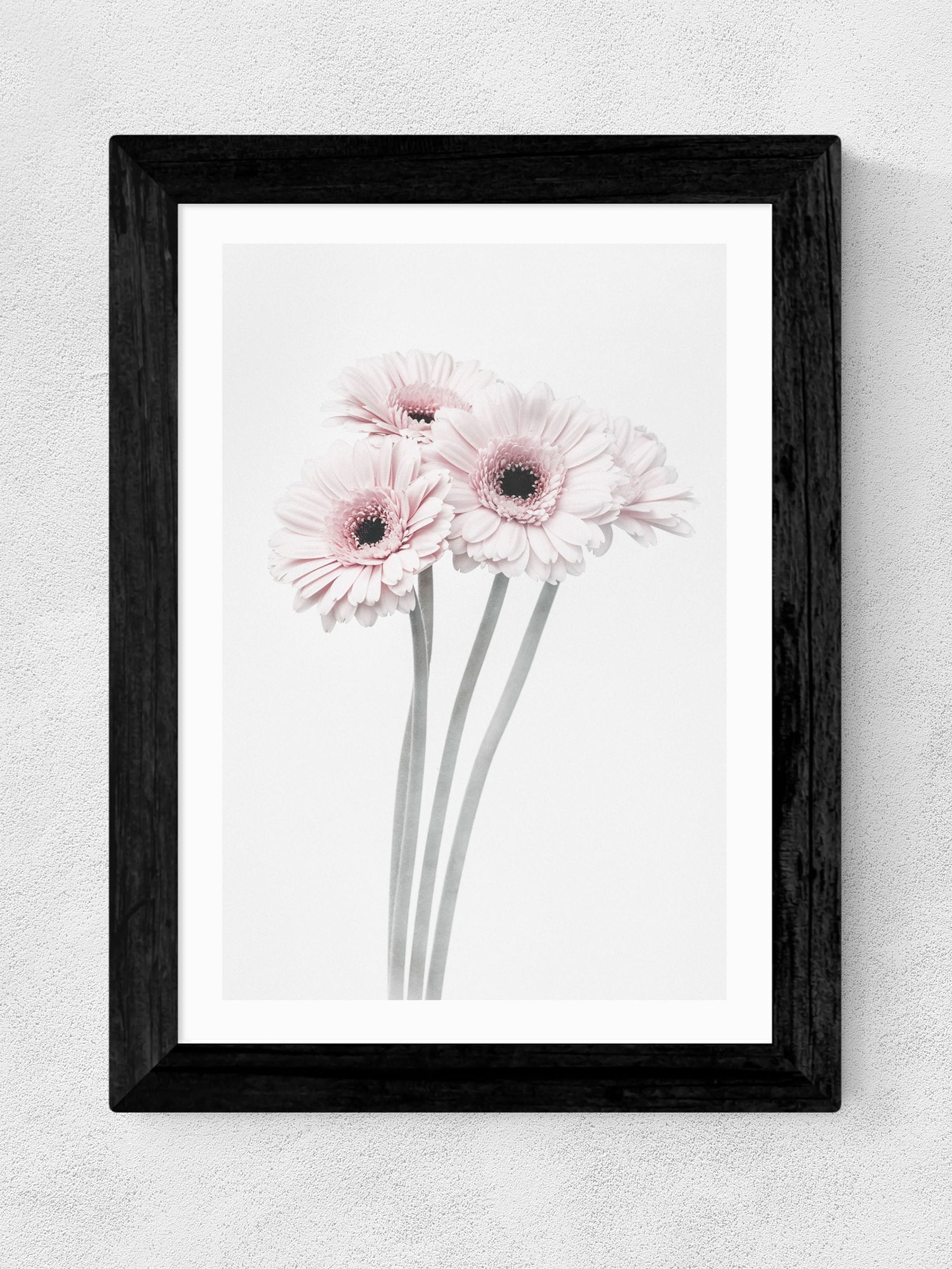 East End Prints Black Gerbera Daisy framed art print - British product