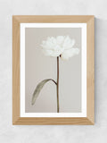 East End Prints Oak Peony II framed art print, UK version