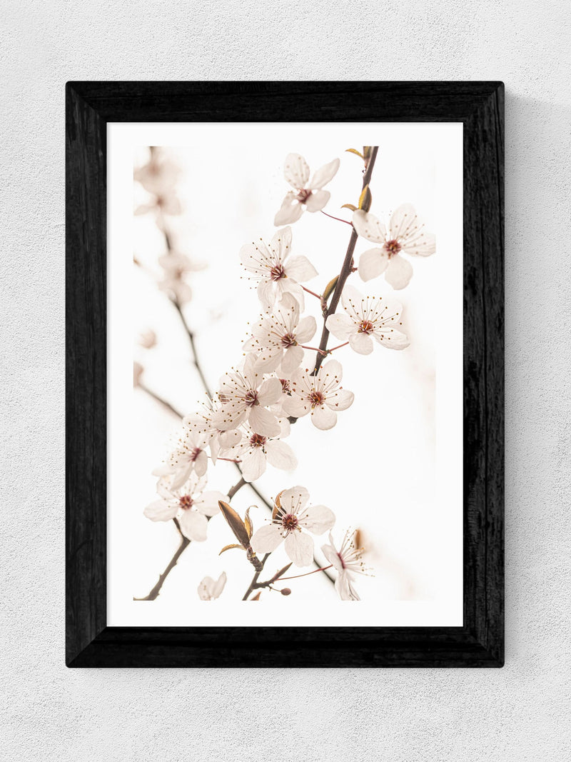 East End Prints Black Blossom II framed art print of white cherry blossoms (British brand)