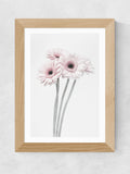 East End Prints Gerbera daisy framed art print - British product