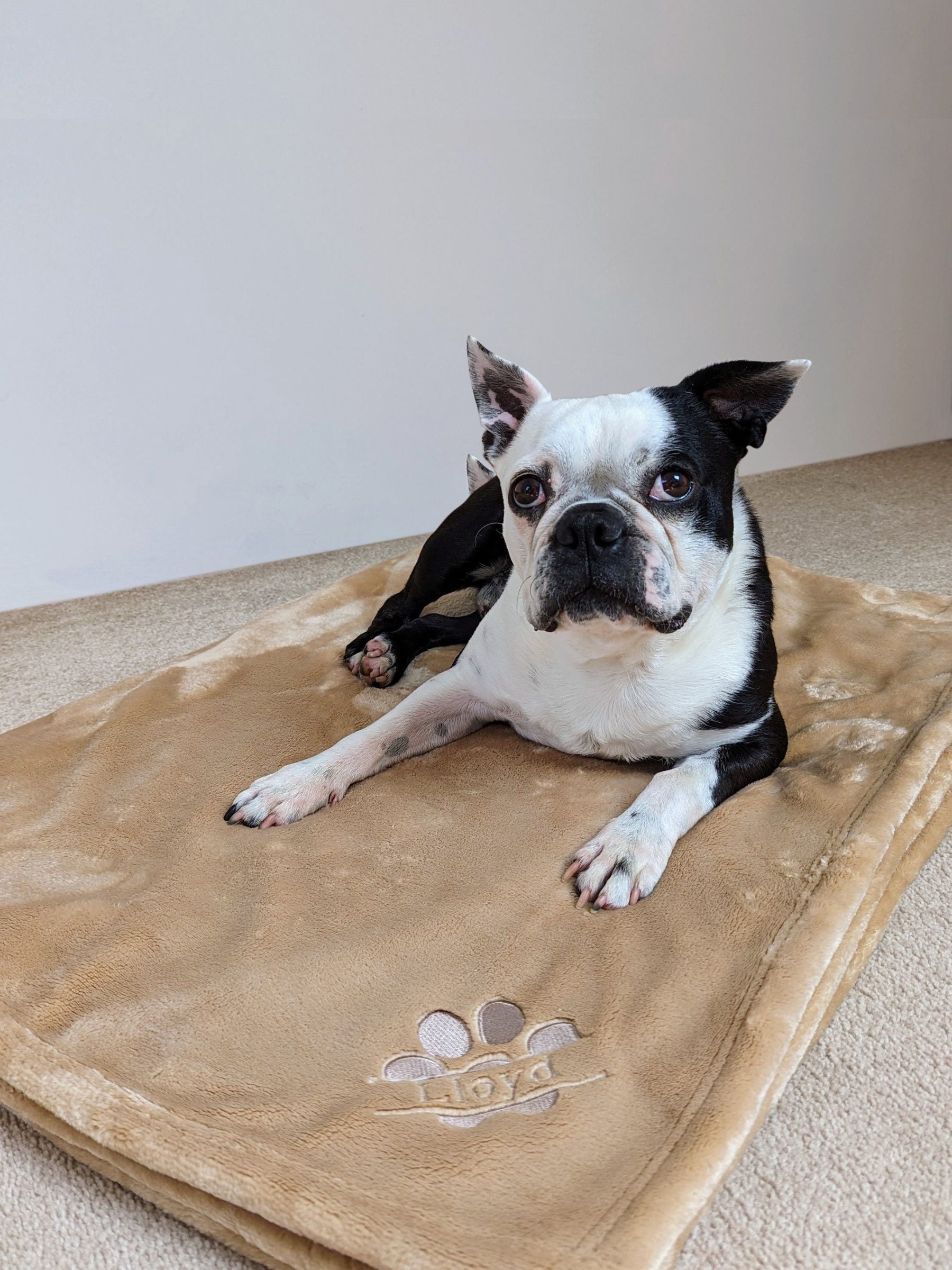RUFF Personalised Pampered Pup Plush Blanket