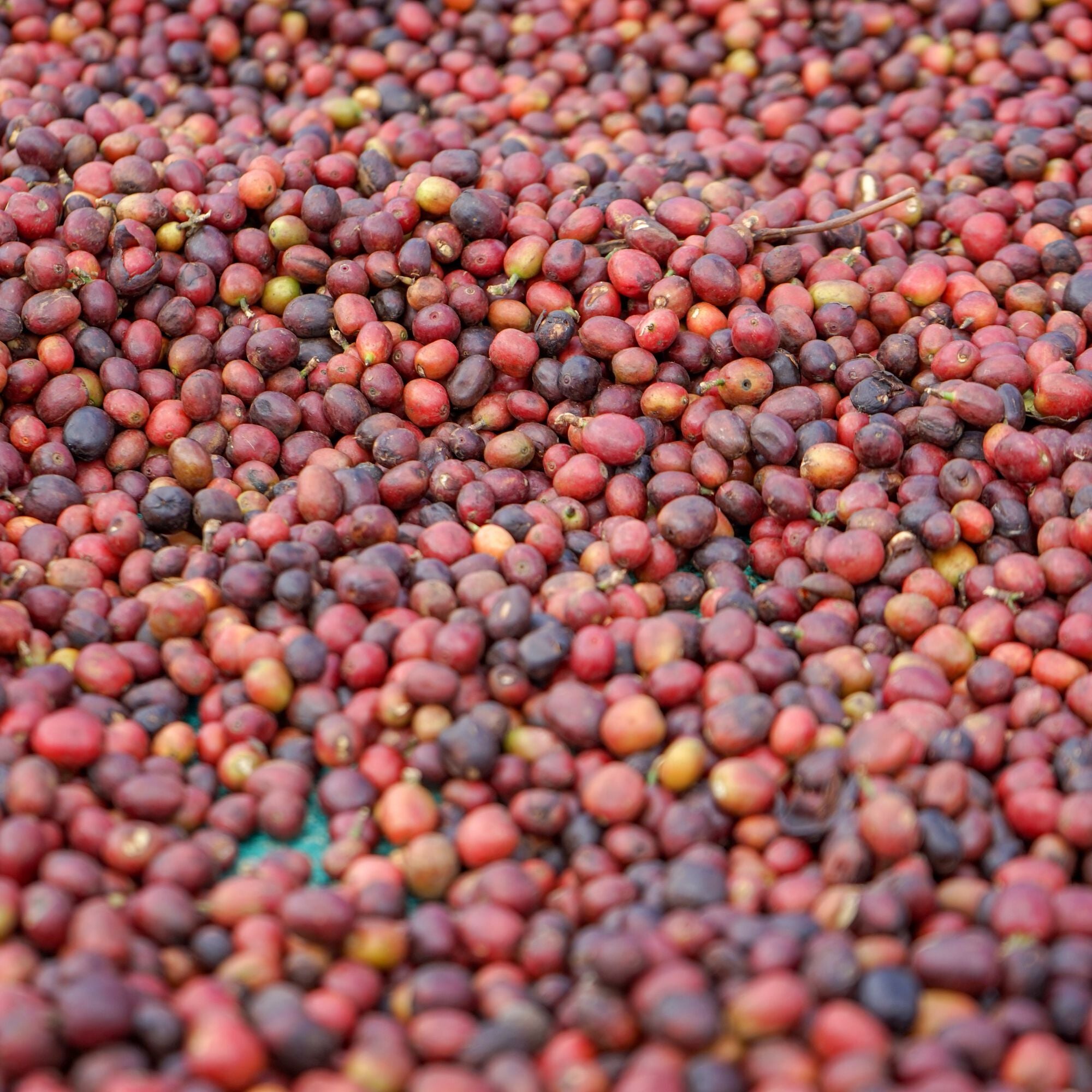 Whittard Ethiopia Yirgacheffe light roast coffee - British product