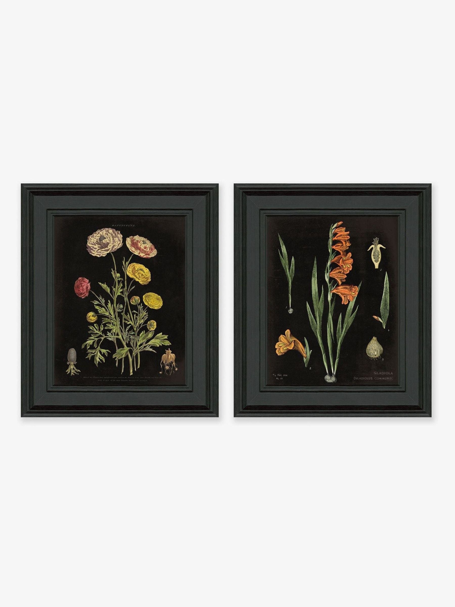 Artko Black Floral Chart HF framed art set of 2 - British product