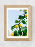 East End Prints Oak Amalfi Coast Lemons Framed Art Print