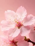 Rituals shimmering body spray with cherry blossom 150ml (British brand)
