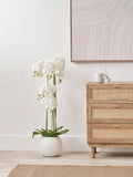 Faux Tall White Orchid in Large Ceramic Pot
