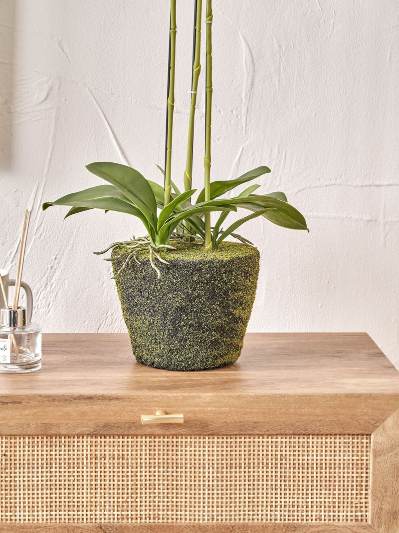 Pacific Lifestyle tall white faux orchid in moss pot, UK version